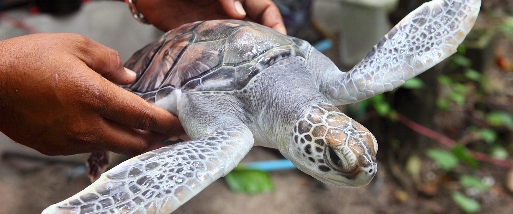 rescate tortugas caribe