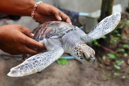 rescate tortugas caribe