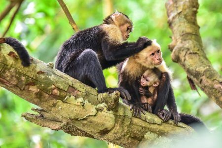 voluntariado animales costa rica